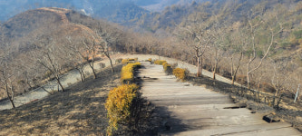산불로 폐허돤 경북 도화(道花) 동산 되살린다