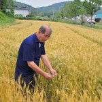 전남도, 6월 친환경 농산물 유기농 밀 선정