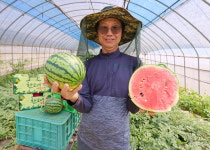 해남 애플수박, 당도 높고·크기 일정해 상품성 으뜸