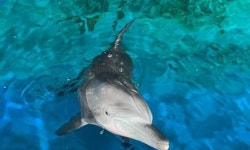 [단독] 국내 최초 고래 바다쉼터, 경북 영덕 대진1리 포구 유력