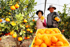 [의령군 소식] 새콤달콤 레드향 수확 한창-소힘겨루기협회 이웃돕기 성금