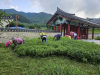 [거창군 소식] 거창사건추모공원 국화 조성 구슬땀-19일 을지연습 돌입