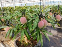 무안군, 애플망고 등 아열대 농업 육성 지원 박차