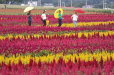 포성이 멈춘 곳에 가을꽃…고석정꽃밭 네가 그리울 거야