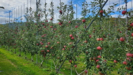 거창군, 스마트 과수원 다축형 사과농장 지원 공모사업에 선정