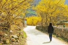 제천 산수유마을, 진천 초평 벚꽃섬 등 충북 봄꽃명소 여기