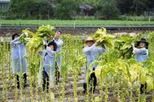 KT&G, 일손부족 어려움 겪는 잎담배농가 돕는 봉사활동