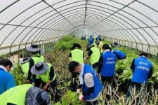 한진, 농협과 함께 경기지역 집중호우 피해농가 복구 봉사활동
