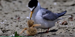 수라갯벌은 살아 있다, 새만금 생태계 다룬 다큐 영화 수라 주말 상영