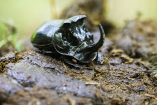 [곤충으로 읽는 경제] 8천 종 멸종한 소똥구리, 환경과 경제 파수꾼