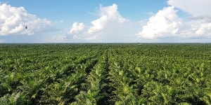 포스코인터내셔널 GS칼텍스와 팜유 정제사업 추진, 연 50만 톤 규모