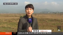 대구경북TBC)낙동강 흑두루미 장관