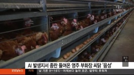대구경북TBC)Ai 발생 이천서 종란 들여온 영주 부화장 씨닭 AI 음성 판정