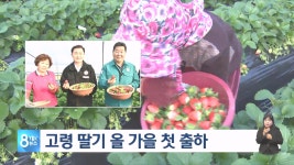 고령 딸기 첫 출하