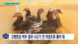 고병원성 AI 매개 야생조류 방역정책 전환 시급