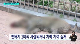 초등학교에 멧돼지가...서식지서 쫓겨 도심으로?