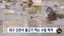 준설작업 중인 신천서 물고기 먹는 수달 목격