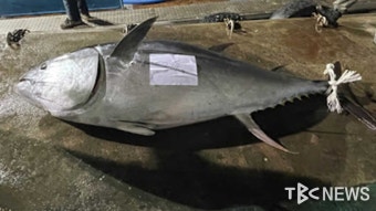 영덕 앞바다서 314kg 참다랑어 잡혀...1,050만 원에 거래