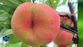 경북농업기술원, 납작 복숭아 신품종 개발