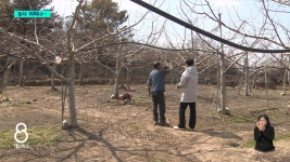 지역 대표 농작물 쑥대밭...농기계도 없다