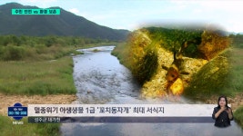 멸종위기종 어류 최대 서식지에 교량 공사 '논란'
