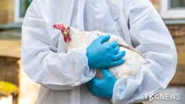 봉화서 고병원성 AI 의심 가축 추가 확인