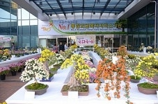 광주보훈병원, 대규모 국화축제 개최