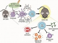 전남대 기관지천식 새 치료법 개발