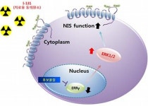 대구첨복재단, 갑상선암 신약개발 기술이전
