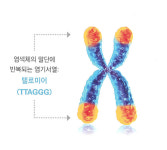 서울의과학연구소, ‘텔로미어 검사’로  생체나이 예측 및 노화 상태 파악
