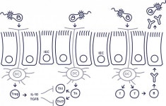 MSD 박테리아 백신 R&D 제휴
