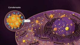 노보 인슐린 저항 치료제 발굴 제휴