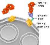 노보 등 다국적사 단백질 분해제 개발사 투자