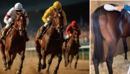 리메드, 동물용 의료기기 시장 본격 진출…일본·미국 공략 가속화