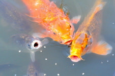 비단잉어의 먹이 경쟁