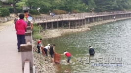 금오산도립공원사무소, 금오지 큰빗이끼벌레 제거