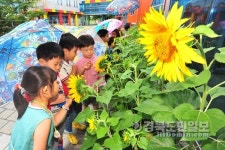 童心 사로잡은 해바라기 활짝