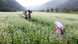 메밀꽃 필 무렵…