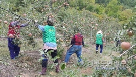봉화 상운면 새마을 부녀회, 농촌일손돕기