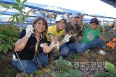 영주서 알싸한 인삼香에 취하고 건강도 챙기고…