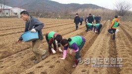 《구미》선산읍 새마을남여지도자 사랑의 감자 파종
