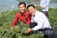 《대구》달성군 옥포수박 본격 출하