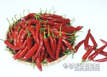 《영양》영양고추, 글로벌 브랜드 大賞