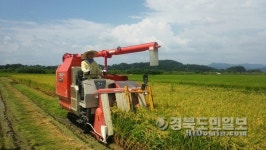 문경 영순면 100일만의 결실 올해 첫 벼 수확