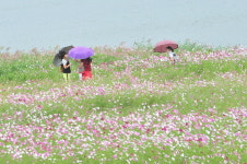 가을비 반기는 코스모스