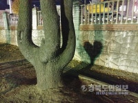 안동서부초 사랑 품은 나무 눈길