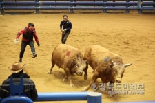 청도소싸움 지역대표 문화콘텐츠 우뚝