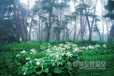 영주 금대마을로 봄나들이 떠나볼까~