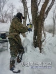 울릉도 눈밭 속 봄의 선물