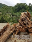 안동 풍산읍 300여년 된 보호수 돌풍에 쓰러져